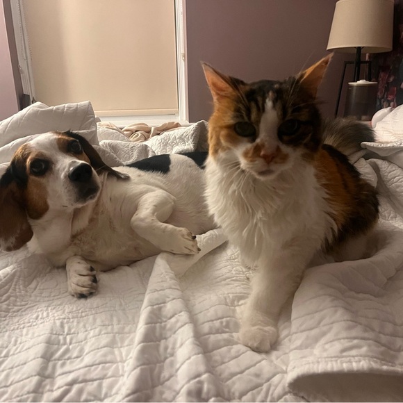 Meet your Posher, Kelly - Picture 4 of 7